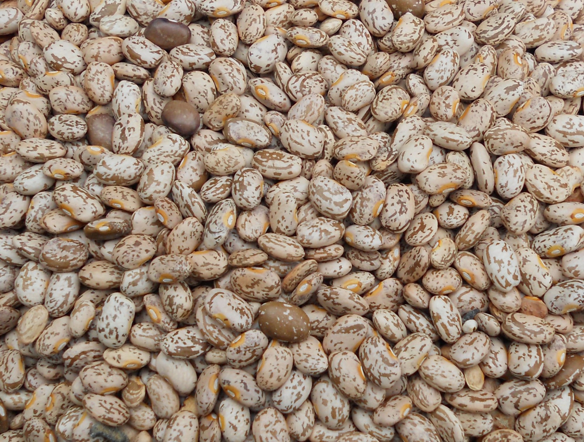 Pinto Beans